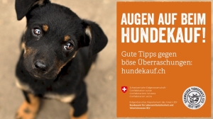 Augen auf beim Hundekauf